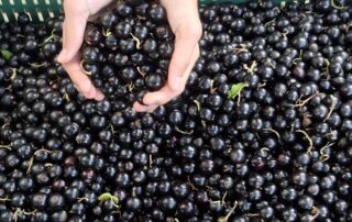 värskelt korjatud päris mustsõstrad